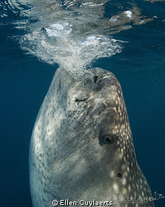 Vertical
When whale sharks feed vertical, they're even m... by Ellen Cuylaerts 